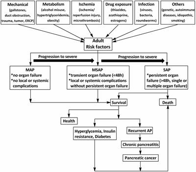 Chinese Herbal Medicines Attenuate Acute Pancreatitis: Pharmacological Activities and Mechanisms